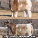 Washed and Blow dried Cow