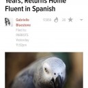 Spanish parrot