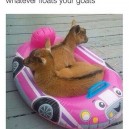 Whatever floats your goats
