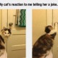 Cat doesn’t like your joke