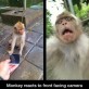 Monkey’s first selfie