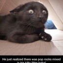 Pop Rocks in his kitty litter