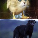 Top 5 Weirdest Animal Photoshops