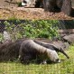 Panda or Anteaters