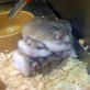 Cute sandwich of hamsters