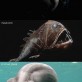 Strange creatures of the sea