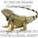 If I had a Iguana