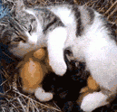 Protective Mama Cat Nursed Her Duck Babies