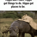 Hippo Goes Where He Pleases