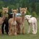 If you are feeling down, here is a group of shaved llamas