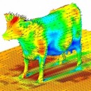 Aerodynamics Of A Cow, Just In Case You Wondered