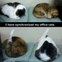 Synchronized Cats