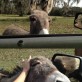 Friendly Donkey