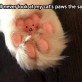I a different view of the cats paw