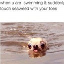 I hate seaweed