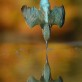 Perfect kingfisher dive by Alan McFadyen