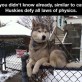 Huskies Are Special
