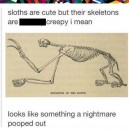 The Skeleton Of A Sloth