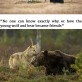 Wolf friends with a bear
