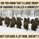 A large group of Baboons