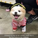 Appropriate Costume For A One Eyed Dog