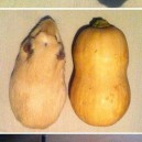 Guinea Pigs And Butternut Squashes Are Pretty Much The Same Thing
