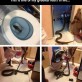 Snake in the toilet
