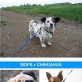 Cool dog cross breed combinations