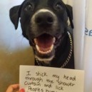This Dog’s Confession