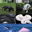 Melanism Vs. Albinism In The Animal Kingdom