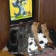 Tom And Jerry Fans