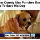 Pinches bear to save puppy