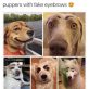Puppies with eyebrows