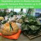 Vegetables grown in Alaska