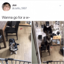 Asking my dog for a walk