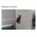 Cats are wierd