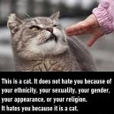 Fact about cat