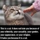 Fact about cat