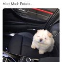 Meet Mash Potato