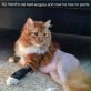 The cat had surgery and lose it’s pants