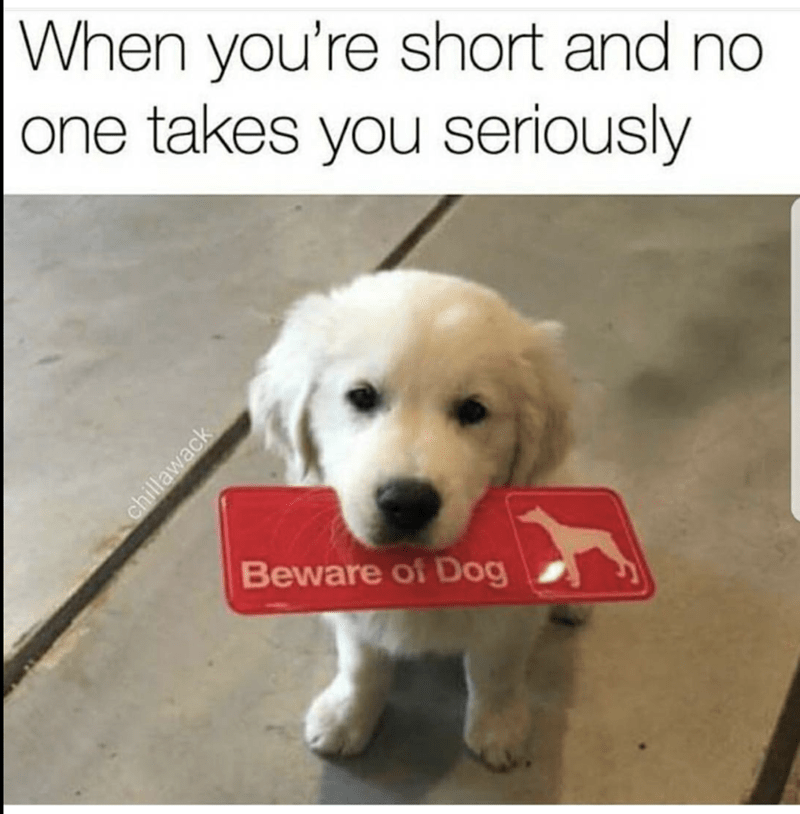 dog short and no one takes seriously