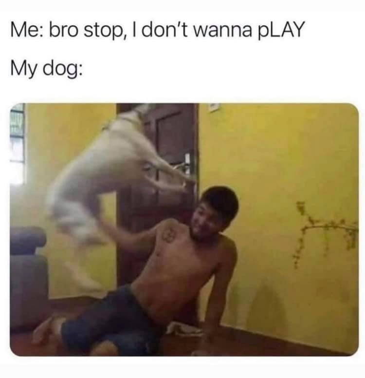 Play with your dog